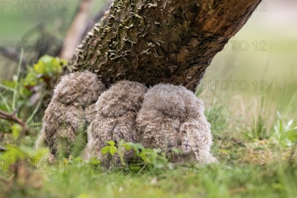 Three eagle owl (Bubo bubo) chicks sitting close together under a tree trunk, well camouflaged in the green nature and looking away, Lower Saxony, Germany