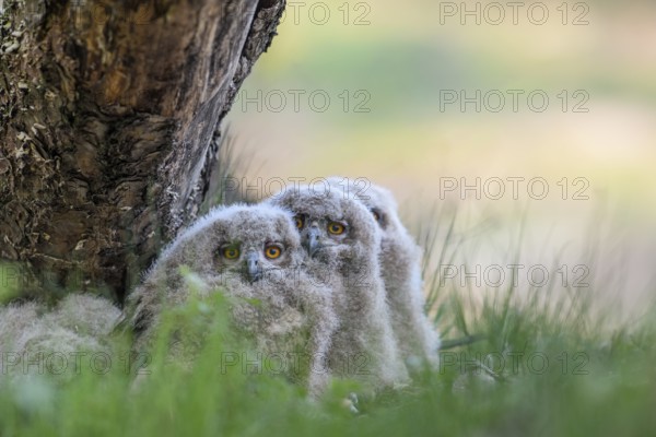 Three eagle owl (Bubo bubo) chicks sitting hidden in their nest near a tree in the grass and looking attentively, Lower Saxony, Germany