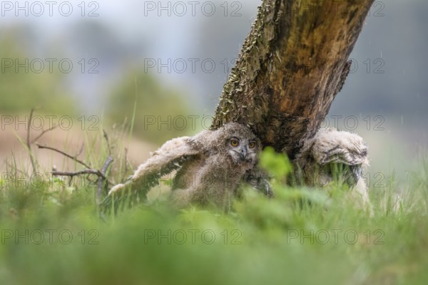 Two young eagle owls (Bubo bubo) sitting under a tree with their siblings, surrounded by green grass in a quiet, natural environment, An owl chick in a natural environment next to a tree trunk, surrounded by green grass, Lower Saxony, Germany