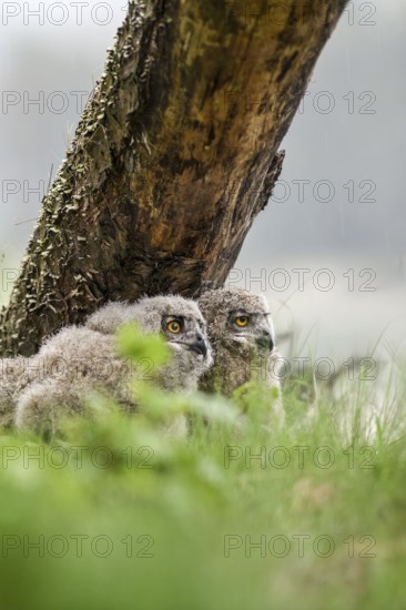 Two young eagle owls (Bubo bubo) look attentively at their surroundings next to a tree trunk in a green forest, Lower Saxony, Germany
