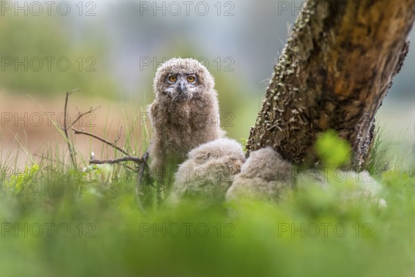 Four eagle owl (Bubo bubo) chicks sit hidden in their nest near a tree in the grass. One looks attentively at the surroundings Lower Saxony, Germany