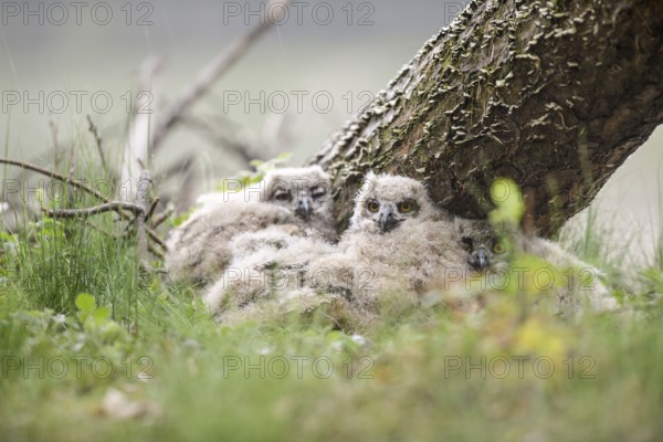 Several eagle owl (Bubo bubo) chicks sit hidden in their nest near a tree in the grass. Lower Saxony, Germany