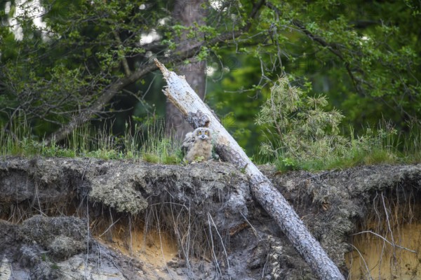 A young eagle owl (Bubo bubo) sitting on a mound of earth surrounded by green vegetation and trees, owl sitting on a fallen tree trunk in a wooded area, Lower Saxony, Germany
