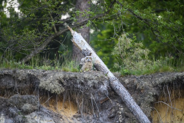 A young eagle owl (Bubo bubo) sitting next to a fallen tree and roots in the forest, Lower Saxony, Germany