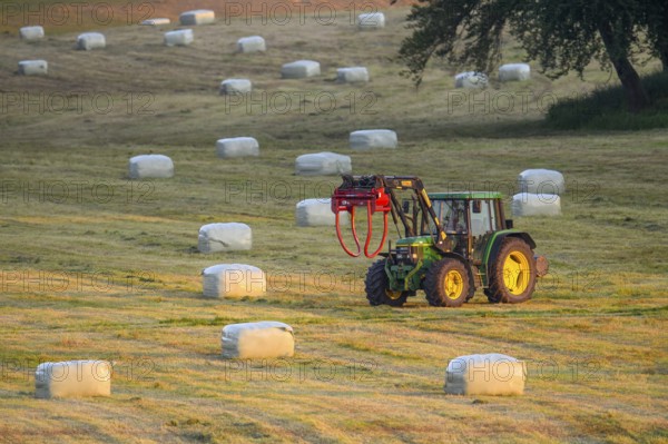 A tractor with front loader moves across a meadow with hay bales round bales in the warm light of the evening, Osnabrücker Land, Lower Saxony, Germany