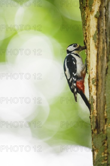 A great spotted woodpecker (Dendrocopos major, Syn.: Picoides major) sits on a tree trunk in front of a blurred green background and looks into its cave, Teutoburg Forest, Hilter, Lower Saxony, Germany
