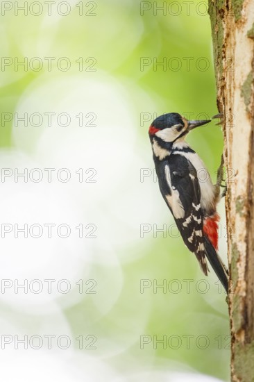 Great spotted woodpecker (Dendrocopos major) sitting vertically on a tree trunk and feeding its young bird, whose beak looks out of the cavity, Teutoburg Forest, Lower Saxony, Germany