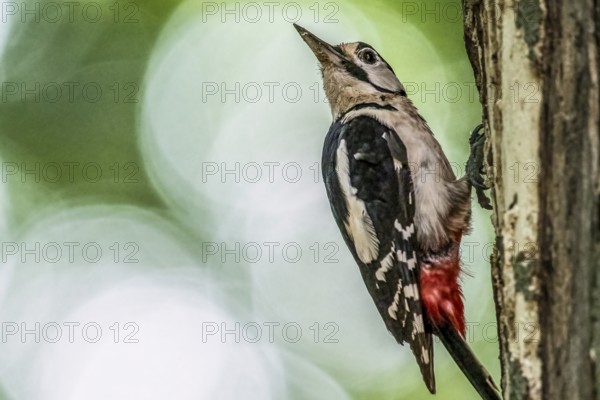 Great spotted woodpecker (Dendrocopos major) vertical on a tree trunk with green surroundings, Teutoburg Forest, Lower Saxony, Germany