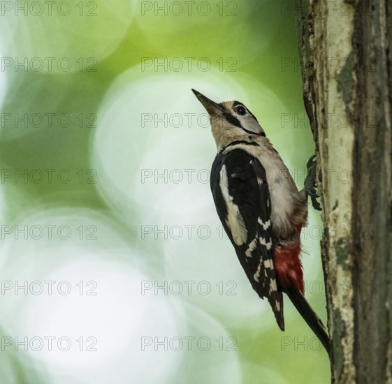 A great spotted woodpecker (Dendrocopos major, Syn.: Picoides major) sitting on a tree trunk in front of a blurred green background, Teutoburg Forest, Hilter, Lower Saxony, Germany