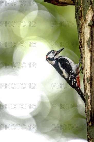 Great spotted woodpecker (Dendrocopos major) climbing on a tree trunk in a natural environment, Teutoburg Forest, Lower Saxony, Germany