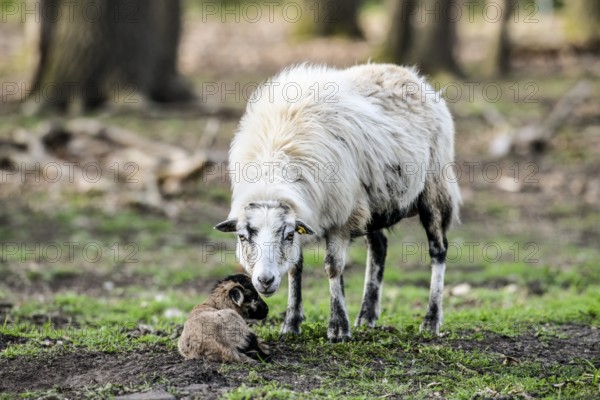 A sheep (Ovis gmelini aries) with a lamb on a green pasture, peaceful spring atmosphere, photo taken from behind, district of Diepholz, Lower Saxony, Germany