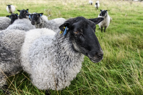 A group of sheep (Ovis gmelini aries) stands in a meadow surrounded by grass, the scene looks peaceful and rural, Hornborgasjön, Sweden