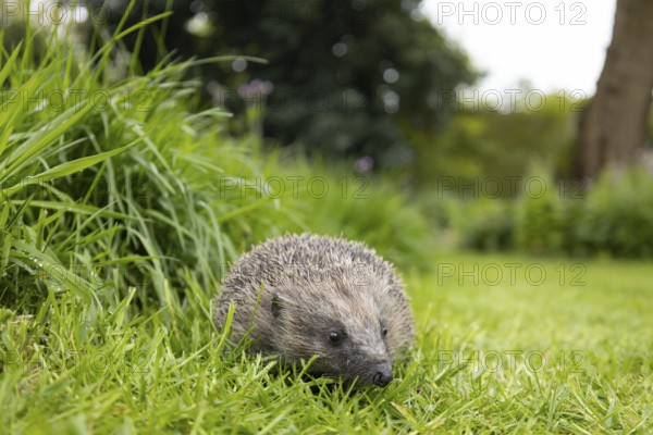 European hedgehog (Erinaceus europaeus) adult animal on a garden grass lawn next to an area of long grass, England, United Kingdom