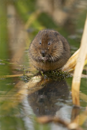 Water vole (Arvicola amphibius) adult animal feeding on pond weed in summer, RSPB Minsmere nature reserve, Suffolk, England, United Kingdom