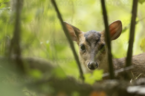 Muntjac deer (Muntiacus reevesi) juvenile baby fawn in a woodland, England, United Kingdom