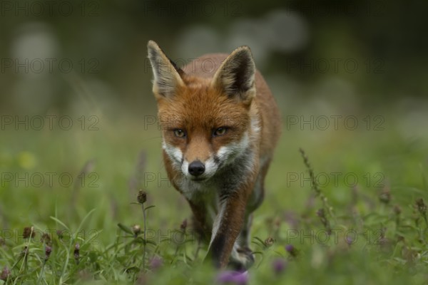 Red fox (Vulpes vulpes) adult animal walking amongst wild flowers in a meadow in summer, England, United Kingdom