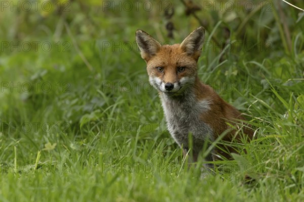 Red fox (Vulpes vulpes) adult animal in countryside grassland in summer, England, United Kingdom