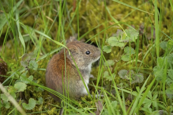Field vole (Microtus agrestis) adult rodent animal in grassland, England, United Kingdom