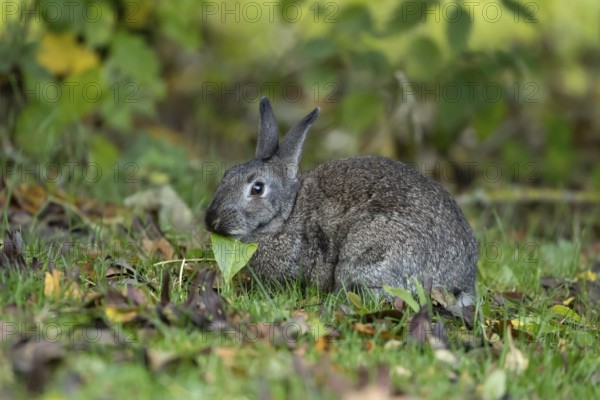 Rabbit (Oryctolagus cuniculus) adult animal eating a tree leaf in autumn, Wales, United Kingdom