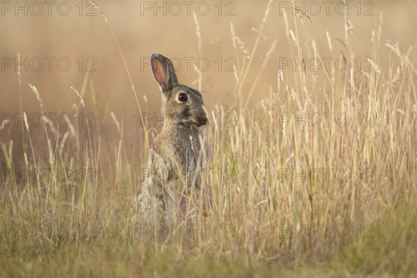 Rabbit (Oryctolagus cuniculus) adult animal in long grass in summer, England, United Kingdom