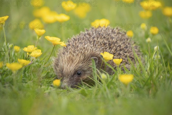 European hedgehog (Erinaceus europaeus) adult animal amongst Buttercup flowers in a meadow in summer, England, United Kingdom