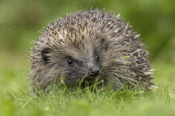 European hedgehog (Erinaceus europaeus) adult animal on a garden grass lawn, England, United Kingdom