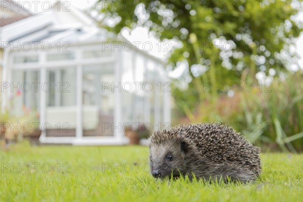 European hedgehog (Erinaceus europaeus) adult animal on a garden grass lawn with a house in the background in summer, England, United Kingdom