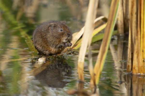 Water vole (Arvicola amphibius) adult animal feeding on pond weed in summer, RSPB Minsmere nature reserve, Suffolk, England, United Kingdom