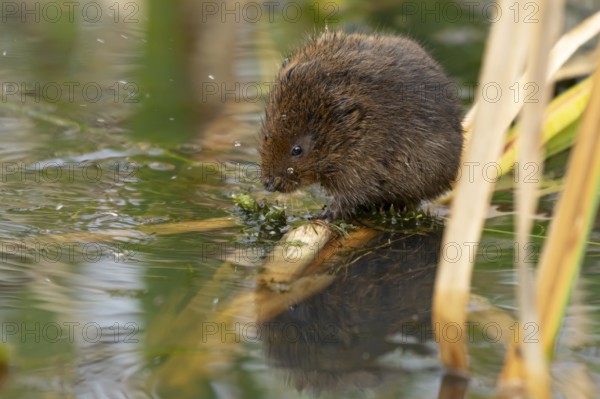 Water vole (Arvicola amphibius) adult animal on a reed stem in a pond in summer, RSPB Minsmere nature reserve, Suffolk, England, United Kingdom
