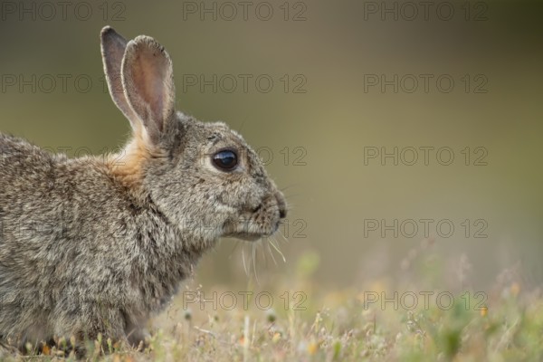 Rabbit (Oryctolagus cuniculus) adult animal head portrait, England, United Kingdom