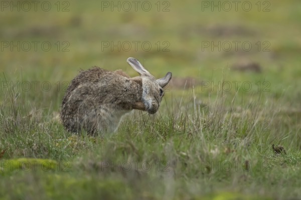 Rabbit (Oryctolagus cuniculus) adult animal washing its face, England, United Kingdom