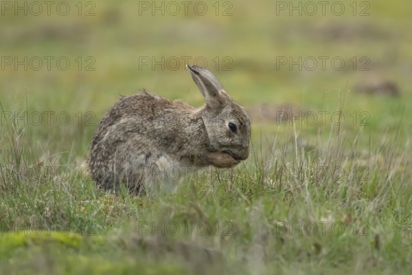 Rabbit (Oryctolagus cuniculus) adult animal washing its foot, England, United Kingdom