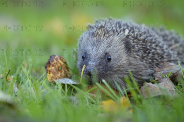 European hedgehog (Erinaceus europaeus) adult animal on a garden grass lawn in autumn, England, United Kingdom