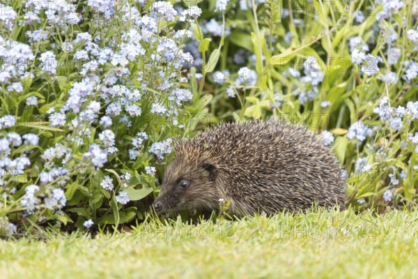 European hedgehog (Erinaceus europaeus) adult animal walking on a garden flower border with Forget-me-not flowers in spring, England, United Kingdom