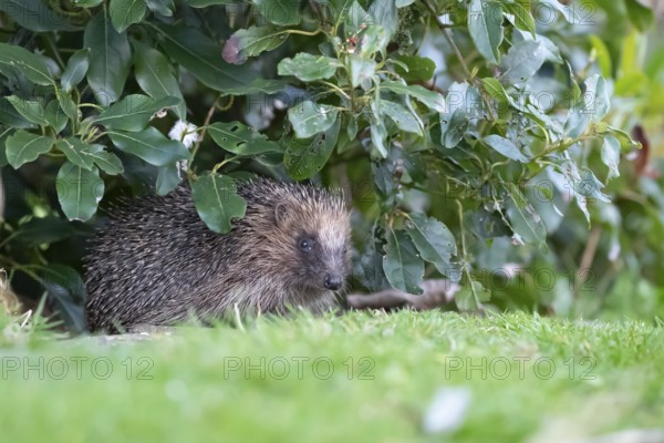 European hedgehog (Erinaceus europaeus) adult animal emerging from under a garden plant shrub, England, United Kingdom