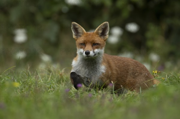 Red fox (Vulpes vulpes) adult animal amongst wild flowers in a meadow in summer, England, United Kingdom