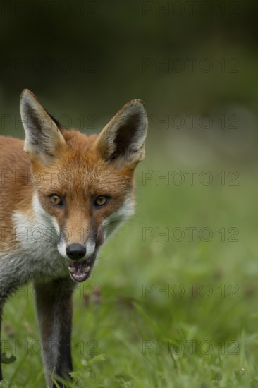 Red fox (Vulpes vulpes) adult animal in countryside grassland in summer, England, United Kingdom