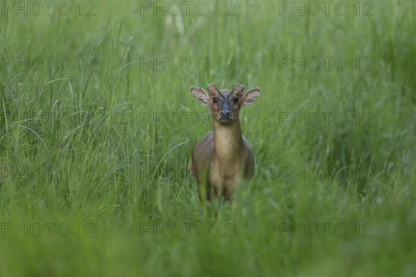 Muntjac deer (Muntiacus reevesi) adult animal sitting in grassland, England, United Kingdom