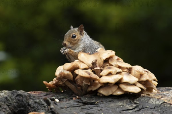 Grey squirrel (Sciurus carolinensis) adult animal feeding on fungi on a tree log in autumn, England, United Kingdom