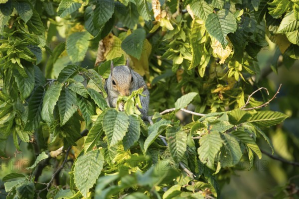 Grey squirrel (Sciurus carolinensis) adult animal feeding on tree leaves in summer, England, United Kingdom