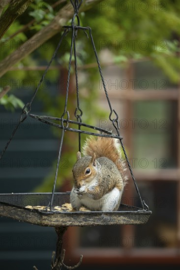 Grey squirrel (Sciurus carolinensis) adult animal eating bird food from a garden bird feeder, England, United Kingdom