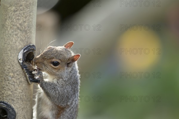 Grey squirrel (Sciurus carolinensis) adult animal eating sunflower seed hearts from a garden bird feeder, England, United Kingdom