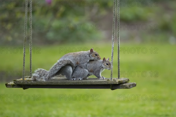 Grey squirrel (Sciurus carolinensis) two adult animals in love mating on a garden swing, England, United Kingdom