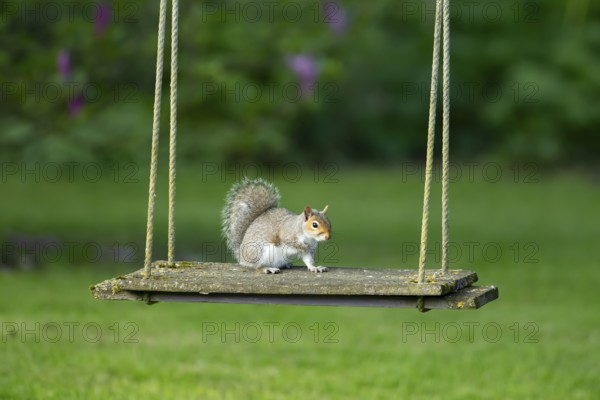 Grey squirrel (Sciurus carolinensis) adult animal on a garden swing, England, United Kingdom