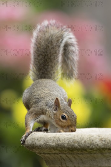 Grey squirrel (Sciurus carolinensis) adult animal drinking water from a garden bird bath in summer, England, United Kingdom