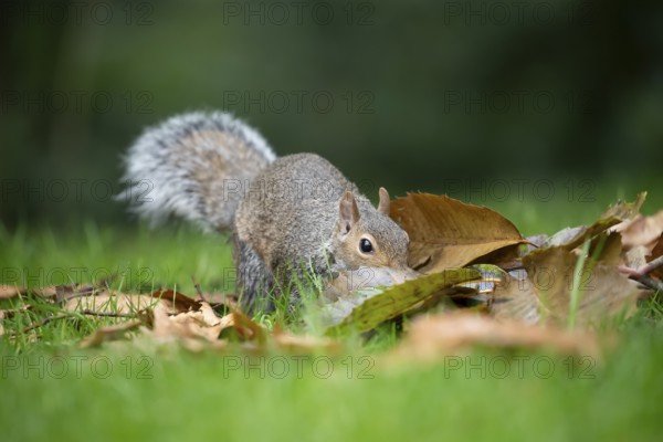 Grey squirrel (Sciurus carolinensis) adult animal searching for food amongst fallen tree leaves in autumn, England, United Kingdom