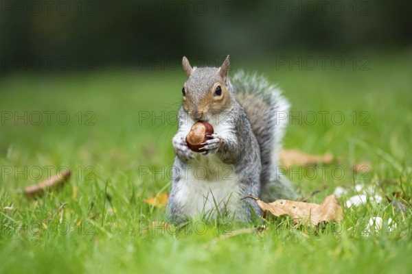 Grey squirrel (Sciurus carolinensis) adult animal feeding on a Horse chestnut nut or conker in autumn, England, United Kingdom