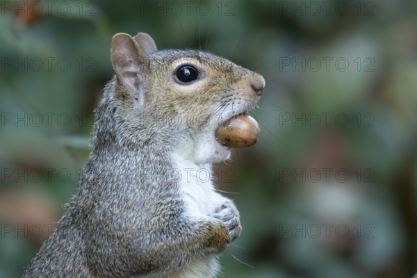 Grey squirrel (Sciurus carolinensis) adult animal with an acorn nut in its mouth, England, United Kingdom