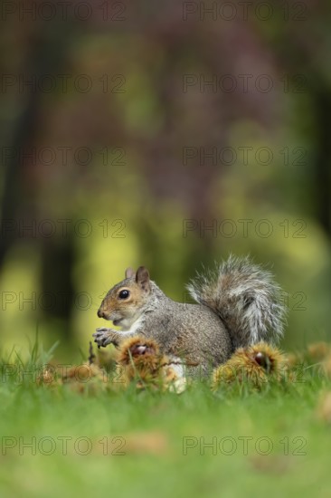 Grey squirrel (Sciurus carolinensis) adult animal feeding on sweet chestnut nuts in a woodland in autumn, England, United Kingdom
