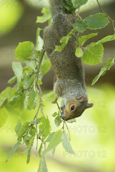 Grey squirrel (Sciurus carolinensis) adult animal hanging upside down in a tree in summer, England, United Kingdom